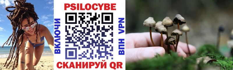 Псилоцибиновые грибы Psilocybe  Купить где  Стародуб 